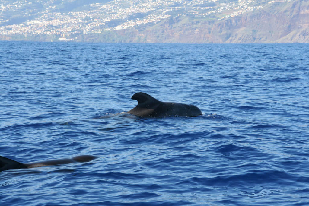 Kanári-szigetek utazás, Madeira, Programok magyarul, Delfin és Bálnales Gyorshajóval, Delfinekkel Való úszás Lehetőségével / 2.5 órás, 34