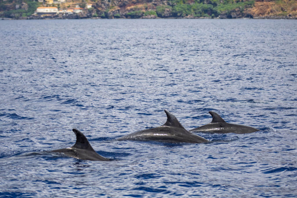 üdülés Kanári-szigetek, Madeira, Programok magyarul, Delfin és Bálnales Gyorshajóval, Delfinekkel Való úszás Lehetőségével / 2.5 órás, 8