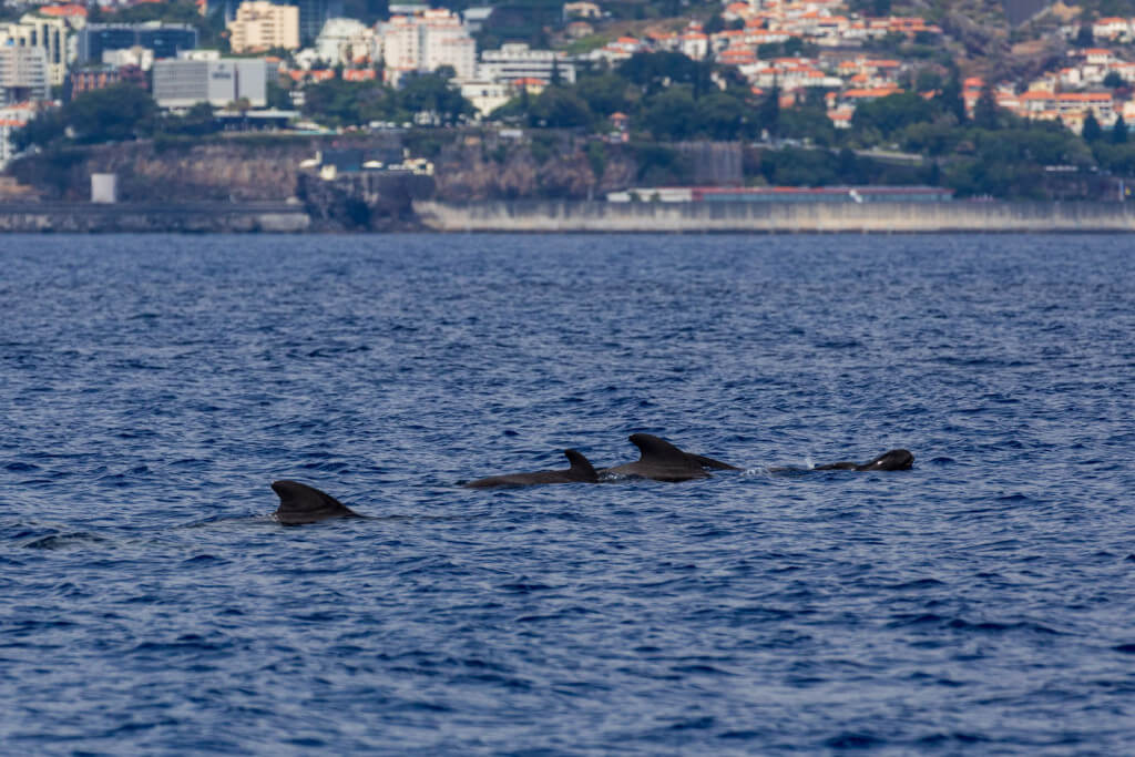 utazás, Madeira, Programok magyarul, Delfin és Bálnales Gyorshajóval, Delfinekkel Való úszás Lehetőségével / 2.5 órás, 16