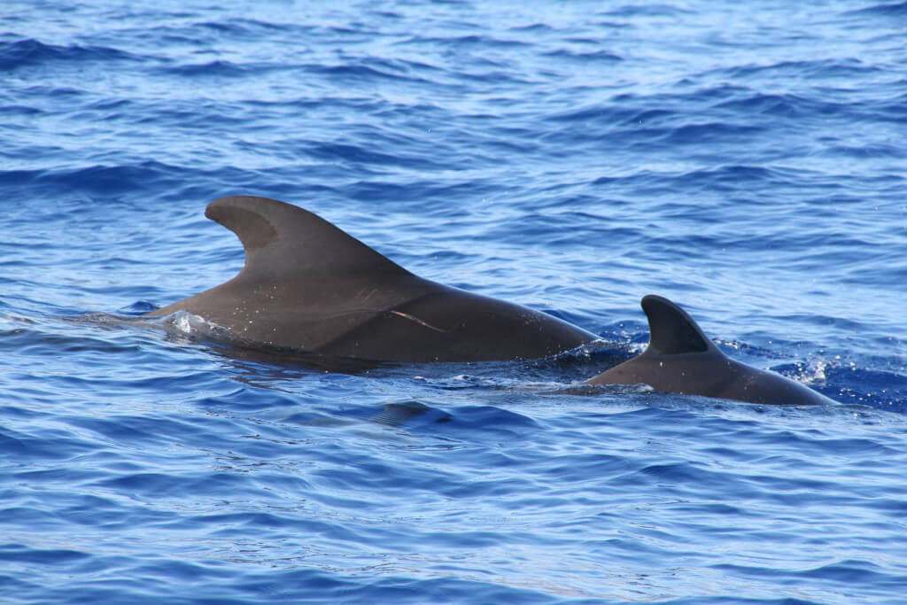 utazás, Madeira, Programok magyarul, Delfin és Bálnales Gyorshajóval, Delfinekkel Való úszás Lehetőségével / 2.5 órás, 33