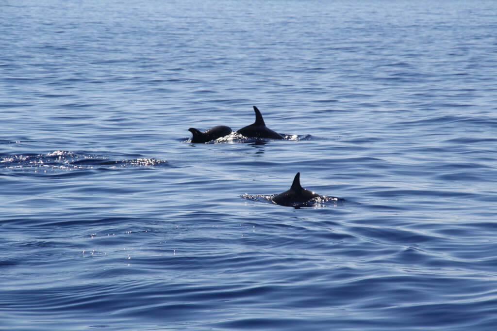 utazás, Madeira, Programok magyarul, Delfin és Bálnales Gyorshajóval, Delfinekkel Való úszás Lehetőségével / 2.5 órás, 52