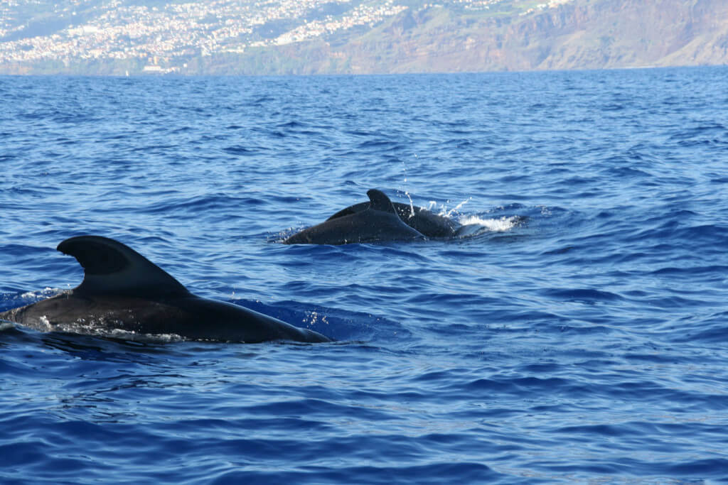 utazási iroda, Madeira, Programok magyarul, Delfin és Bálnales Gyorshajóval, Delfinekkel Való úszás Lehetőségével / 2.5 órás, 36