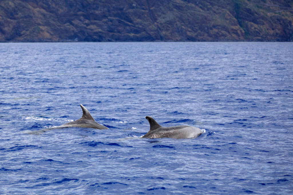utazási iroda, Madeira, Programok magyarul, Delfin és Bálnales Gyorshajóval, Delfinekkel Való úszás Lehetőségével / 2.5 órás, 4